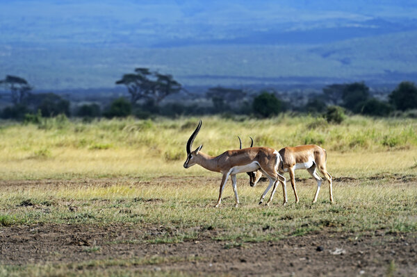 Grant's gazelle in the African savannah in their natural habitat