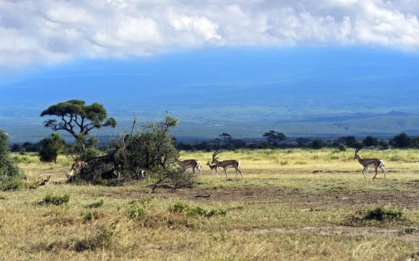 格兰特的瞪羚在大草原 — 图库照片