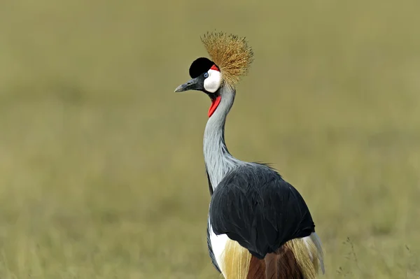 Crowned Crane in the savannah — Stock Photo, Image