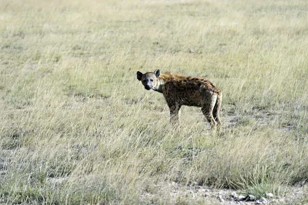 Hyena's in de savanne — Stockfoto