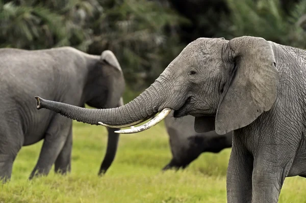 Слоны в саванне — стоковое фото