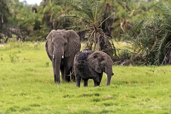 Ελέφαντες στη σαβάνα — Φωτογραφία Αρχείου