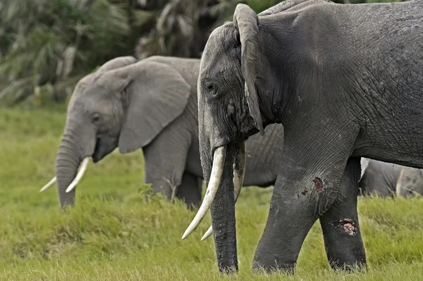 Les éléphants dans la savane — Photo