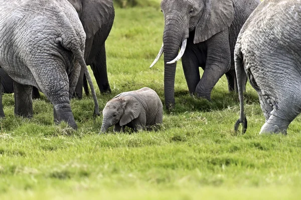 Sloni v savaně — Stock fotografie