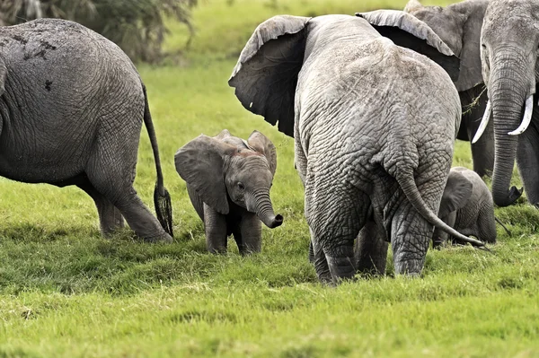 Les éléphants dans la savane — Photo