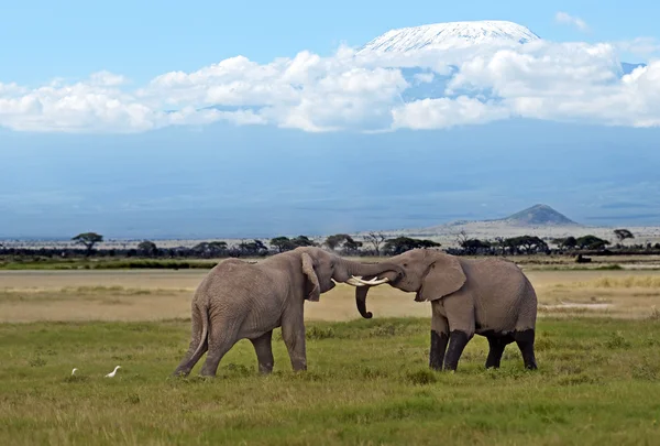 Les éléphants dans la savane — Photo