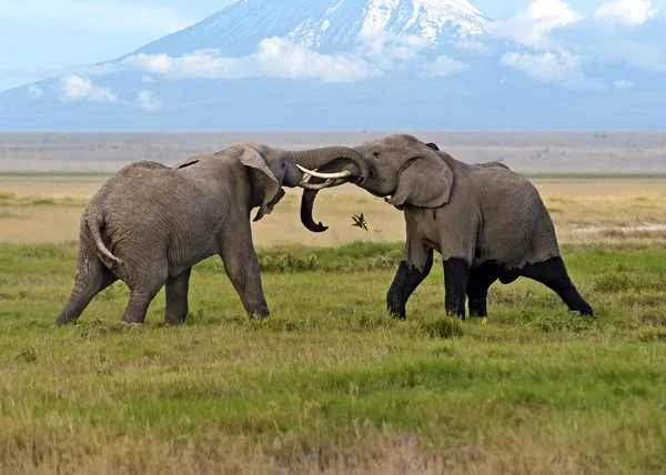 Amboseli National Park — Stock Photo, Image