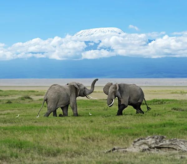 Parque Nacional Amboseli — Foto de Stock