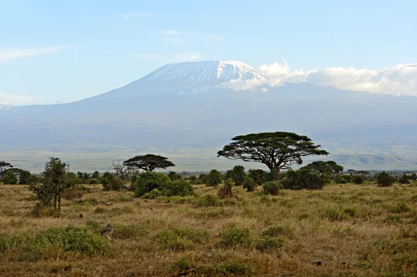 Afrikansk savann i Kenya — Stockfoto