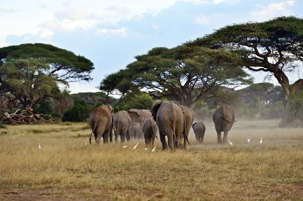 Les éléphants dans la savane — Photo
