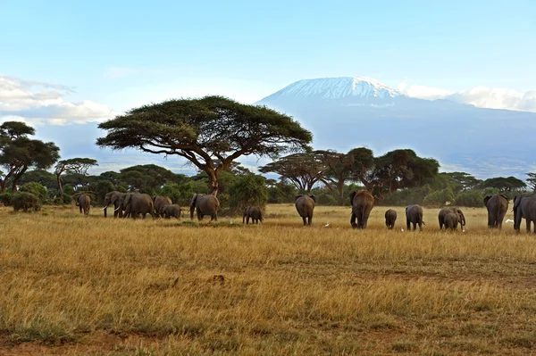 Olifanten in de savanne — Stockfoto