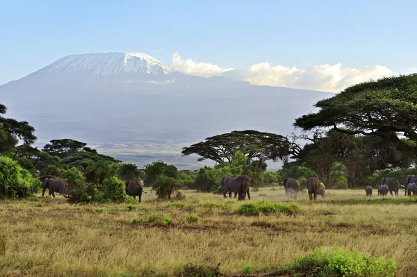 Park narodowy Amboseli — Zdjęcie stockowe