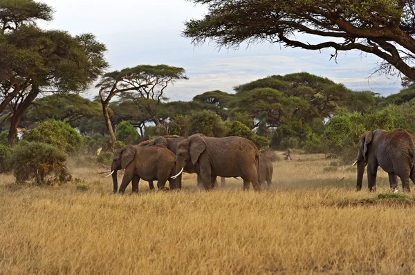 Elefantes na savana — Fotografia de Stock