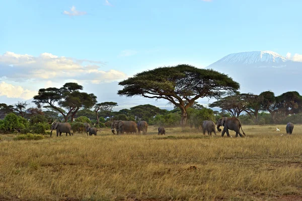 Elephants in the savannah — Stock Photo, Image