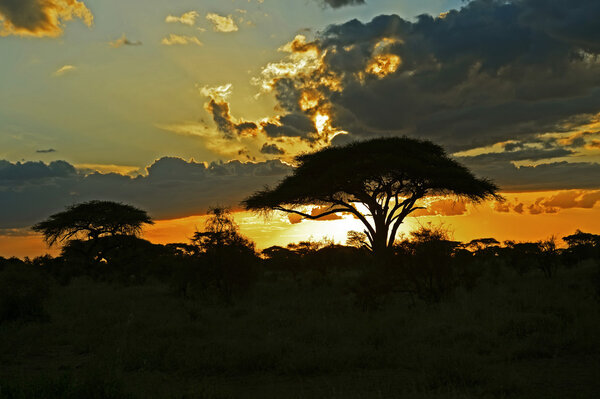 Silhouette of trees sunset in the African savannah. Kenya