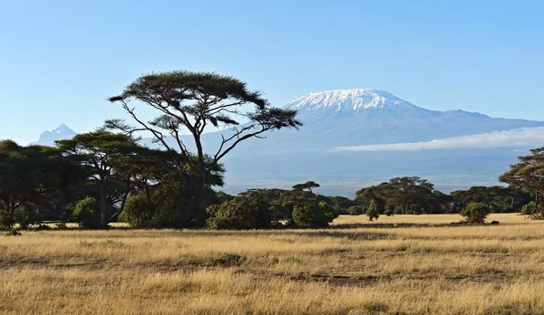 Afrika savana Kenya — Stok fotoğraf