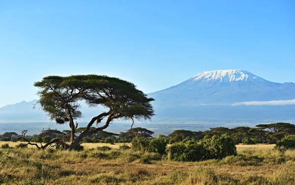 Afrikansk savann i Kenya — Stockfoto