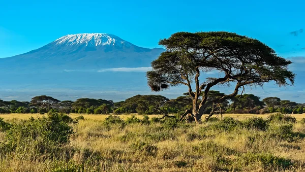 Afrikansk savann i Kenya — Stockfoto