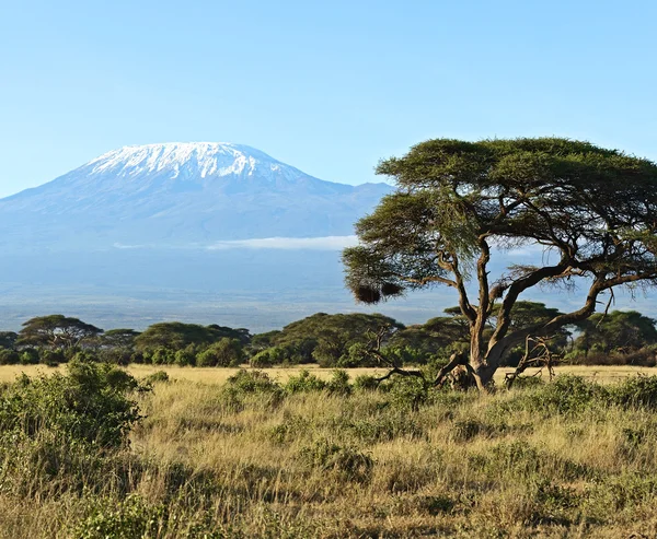 Afrikaanse savanne in Kenia — Stockfoto