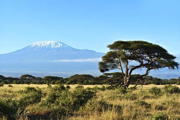 Afrikansk savann i Kenya — Stockfoto