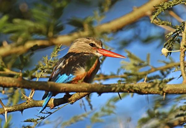 Cabeza gris Kingfisher — Foto de Stock