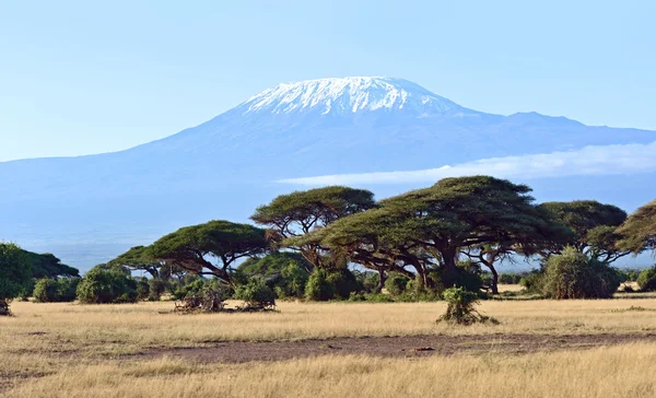 Sabana africana en Kenia — Foto de Stock