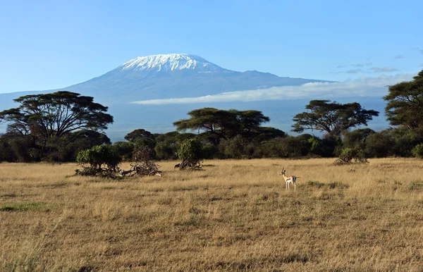 Antelope Grant in Kenia — Stockfoto