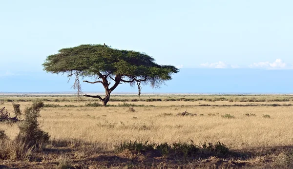 Savana africana no Quênia — Fotografia de Stock