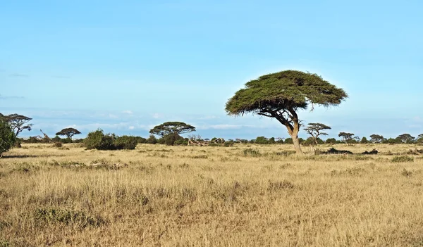 在肯尼亚的非洲大草原 — 图库照片