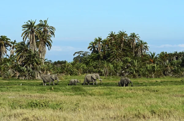 Elefanti nella savana — Foto Stock