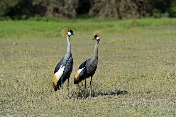 Коронный кран в Кении
