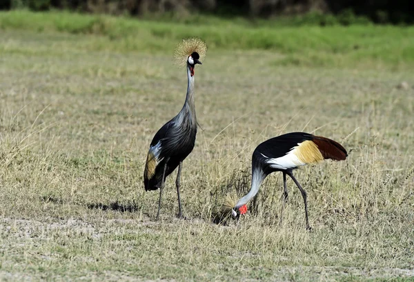 Grue couronnée en kenya — Photo