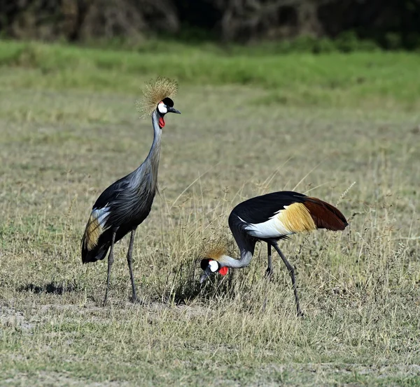 Grúa coronada en Kenya —  Fotos de Stock