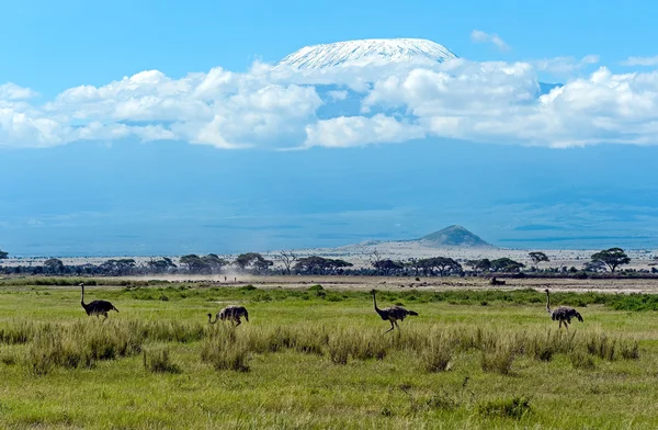 Struzzo in savana in Kenya — Foto Stock