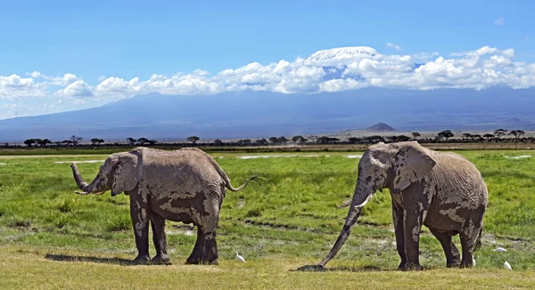 Olifanten in de savanne — Stockfoto