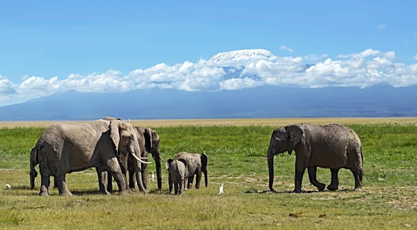 Elefanter i savannen. – stockfoto