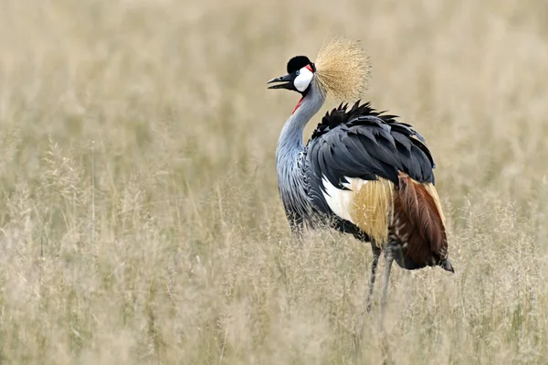 Grúa coronada en Kenya —  Fotos de Stock