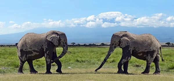 Elefantes na savana — Fotografia de Stock