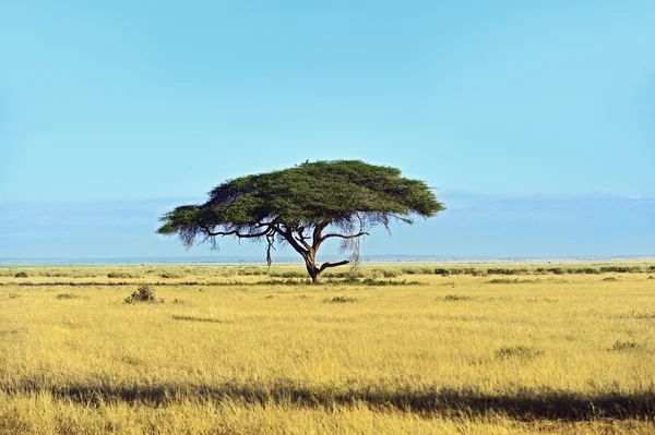 African savanna in Kenya — Stock Photo, Image