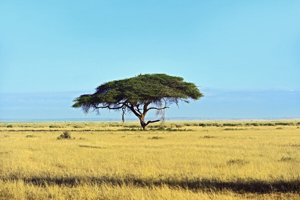 African savanna in Kenya