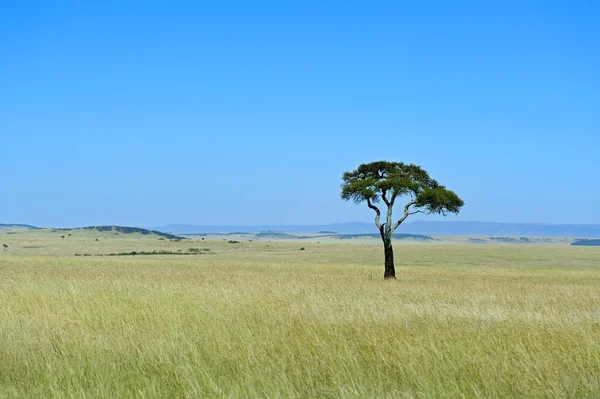 Afrikansk savann i Kenya — Stockfoto