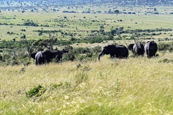 Elefantes na savana — Fotografia de Stock