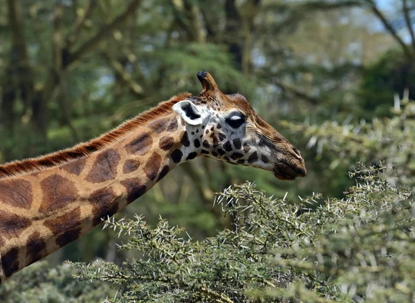 Giraff i savannen — Stockfoto