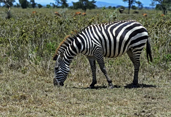 Zebra w sawannie — Zdjęcie stockowe