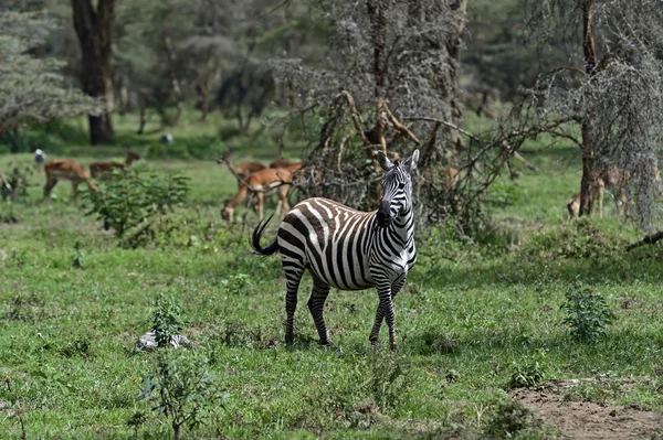 Zebra in de savanne — Stockfoto