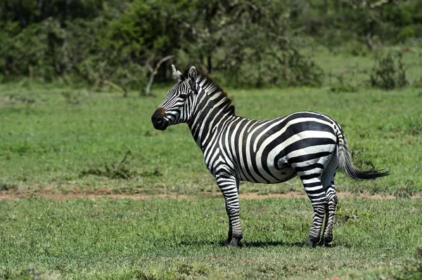 Cebra en el Masai Mara — Foto de Stock