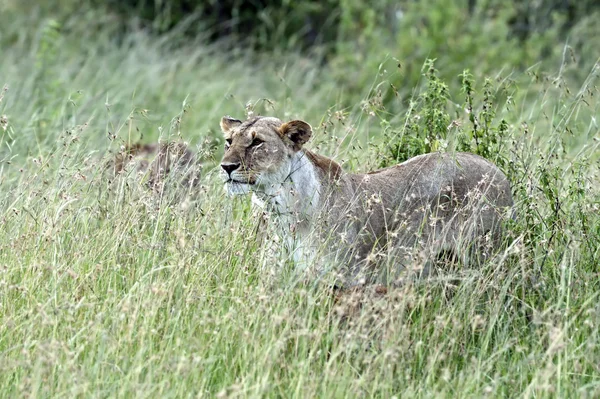 Portrait of African lion — Stock Photo, Image