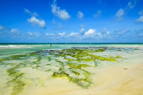 Picturesque coast Diani — Stock Photo, Image