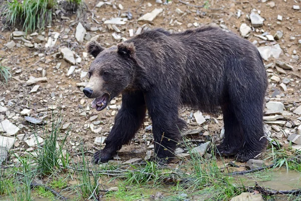 Urso castanho na floresta — Fotografia de Stock