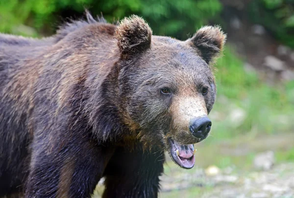 Orso bruno nel bosco — Foto Stock